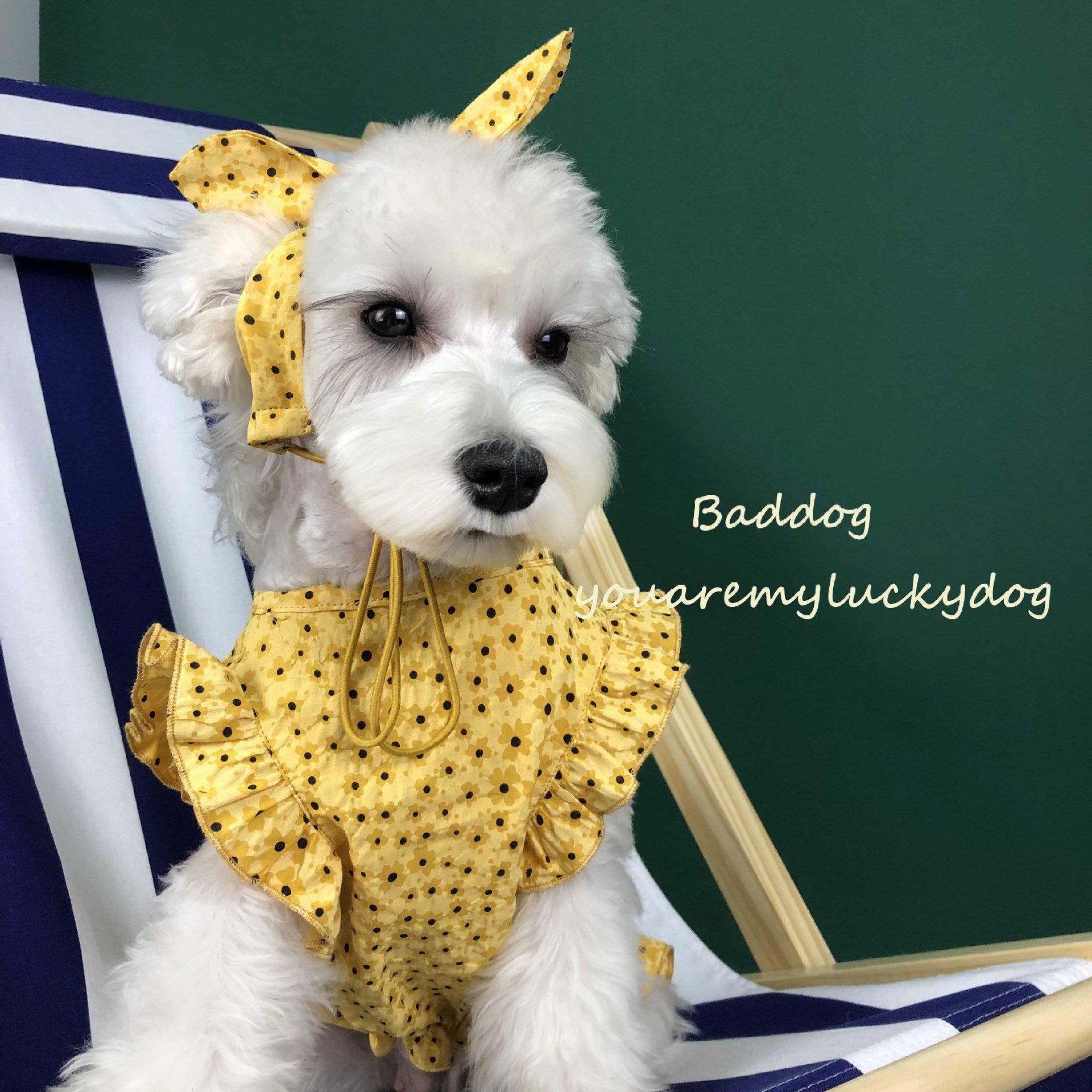 Pet Summer Thin Dress