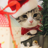 Pet Christmas Costume Set – Festive Headbands, Hats, Bibs & Shawls for Cats & Dogs
