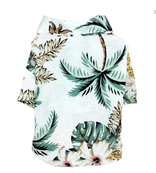 coconut-tree-white