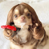 Pet Afro Wig with Bangs & Pigtails – Funny Dog & Cat Costume Hair