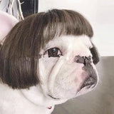 Pet Afro Wig with Bangs & Pigtails – Funny Dog & Cat Costume Hair