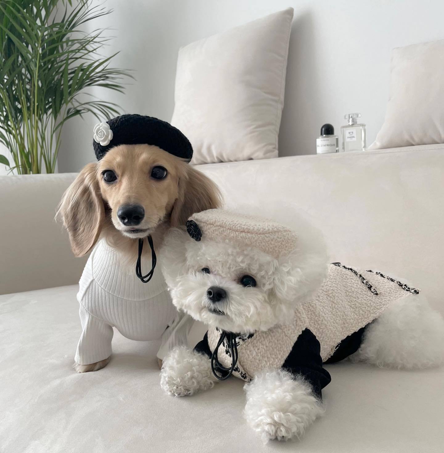 Cozy Knitted Pet Hat — Warm Winter Hat for Dogs & Cats